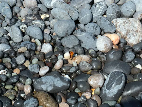 Schmetterling Auf Großen Steinen Einem Kiesstrand Der Vom Meerwasser Angespült — Stockfoto