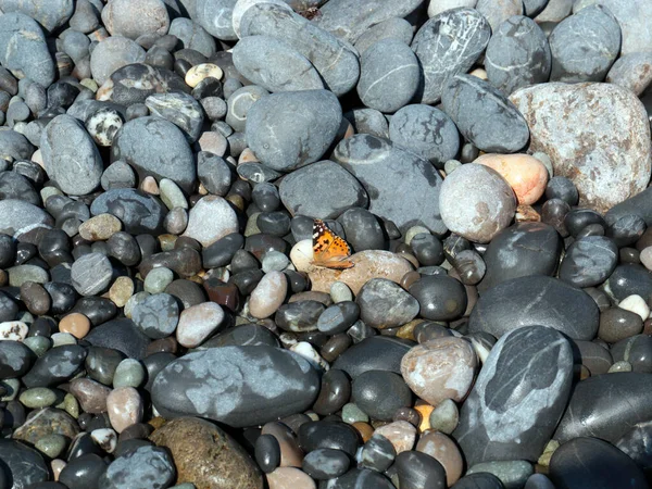 Mariposa Sobre Piedras Grandes Una Playa Guijarros Bañada Por Agua —  Fotos de Stock