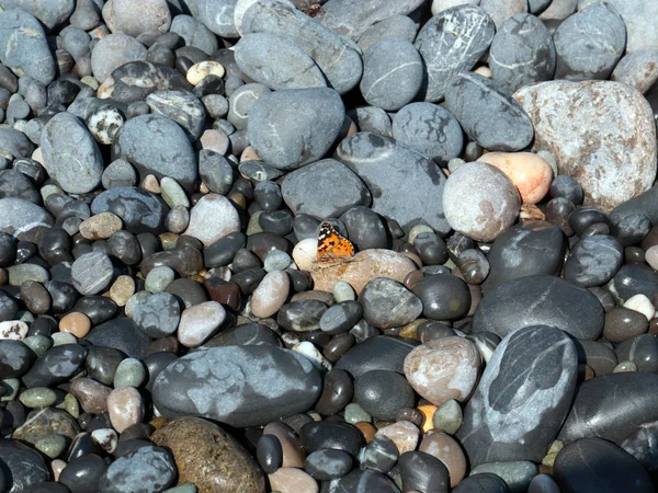 Vlinder Grote Stenen Een Kiezelstrand Gewassen Door Zeewater — Stockfoto