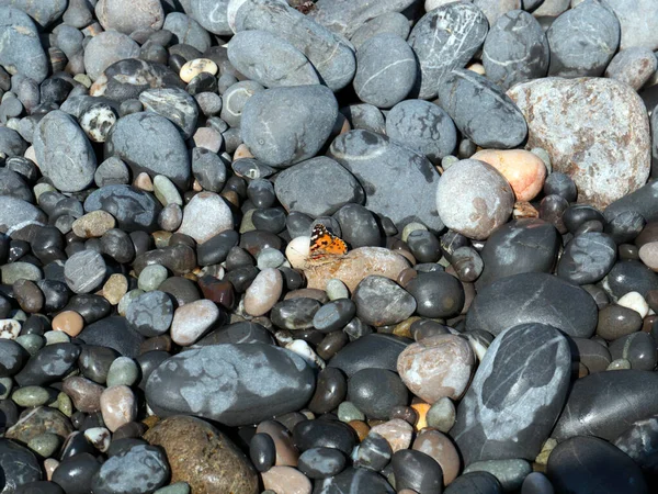 Mariposa Sobre Piedras Grandes Una Playa Guijarros Bañada Por Agua —  Fotos de Stock