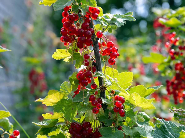 Rijpe Rode Bessen Takken Van Een Tuinplant — Stockfoto