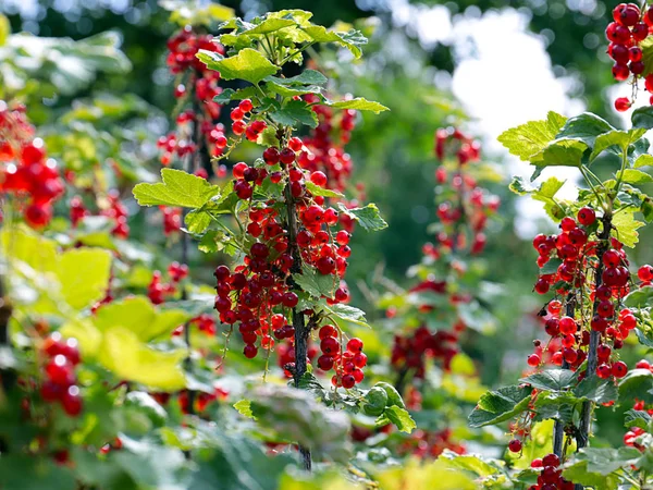 Ripe Red Currant Berries Branches Garden Plant — Stock Photo, Image