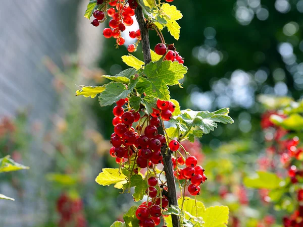 Zralé Červené Rybízové Bobule Větvích Zahradní Rostliny — Stock fotografie