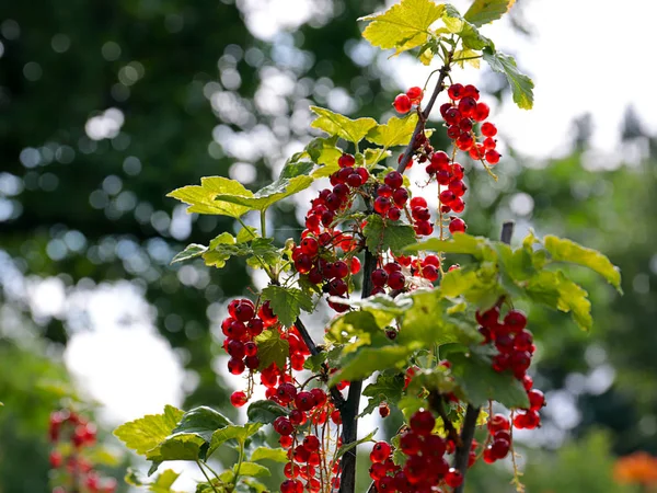 Ώριμα Κόκκινα Φραγκοστάφυλα Στα Κλαδιά Ενός Φυτού Κήπου — Φωτογραφία Αρχείου