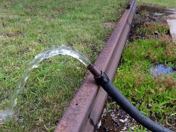 watering the lawn grass with a rubber hose