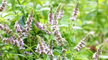 Bahçe süsü olarak nane köklerinde güzel çiçekler.