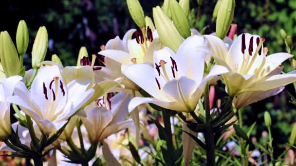 Delicadas Flores Lírio Jardim Como Decoração Decorativa Gramado — Vídeo de Stock