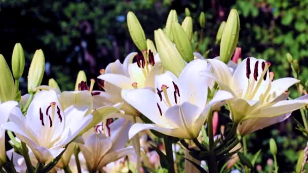 Delicadas Flores Lírio Jardim Como Decoração Decorativa Gramado — Vídeo de Stock