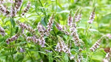 Bahçe süsü olarak nane köklerinde güzel çiçekler.