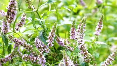 Bahçe süsü olarak nane köklerinde güzel çiçekler.