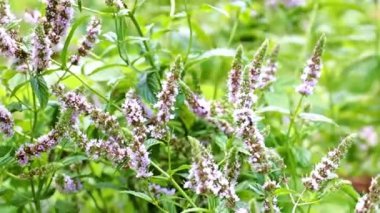 Bahçe süsü olarak nane köklerinde güzel çiçekler.