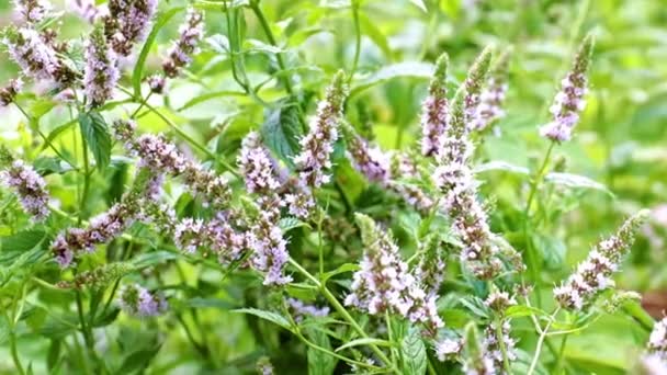 Belles Fleurs Sur Les Tiges Menthe Poivrée Jardin Comme Décoration — Video