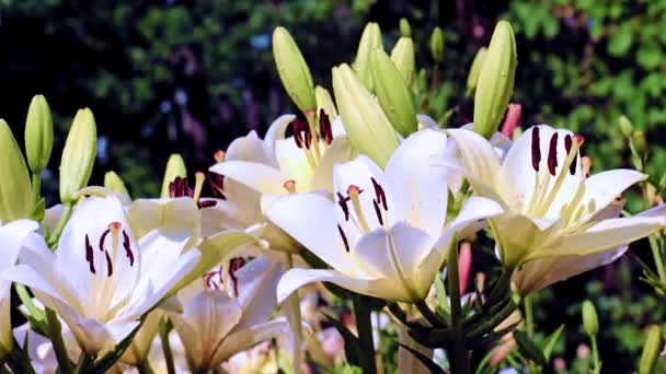 Ντελικάτα Λουλούδια Κρίνου Κήπου Διακοσμητική Διακόσμηση Γκαζόν — Αρχείο Βίντεο