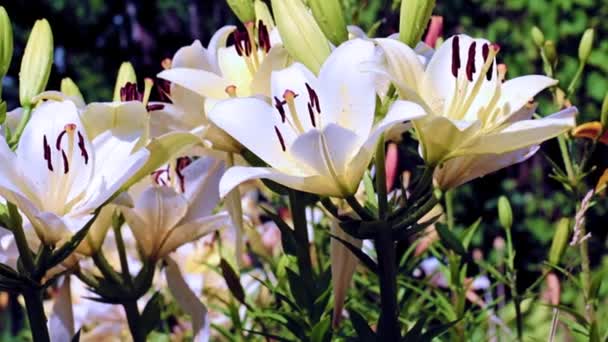 Delicadas Flores Lírio Jardim Como Decoração Decorativa Gramado — Vídeo de Stock