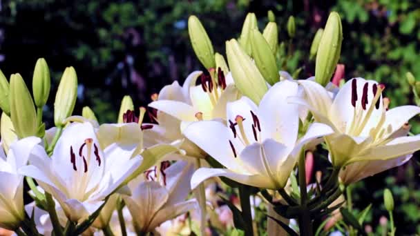 Zarte Lilienblüten Als Rasendekoration — Stockvideo