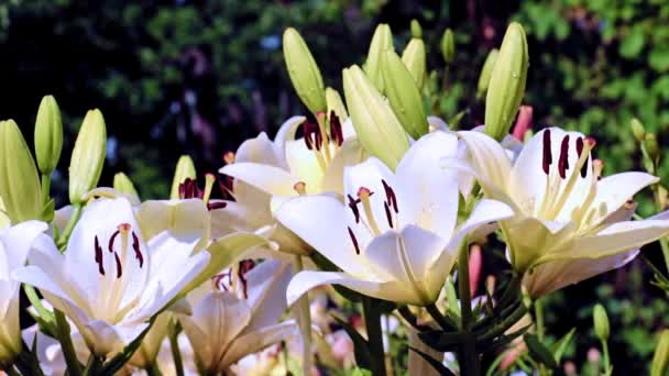 Delicadas Flores Lírio Jardim Como Decoração Decorativa Gramado — Vídeo de Stock