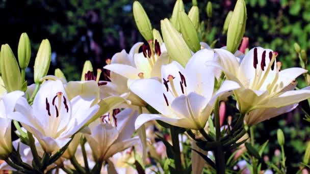 Нежные Цветы Садовой Лилии Качестве Декоративного Украшения Газона — стоковое видео