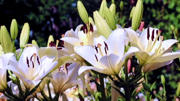 Delicate Garden Lily Flowers Lawn Decorative Decoration — Stock Video