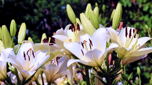 Delicate Garden Lily Flowers Lawn Decorative Decoration — Stock Video