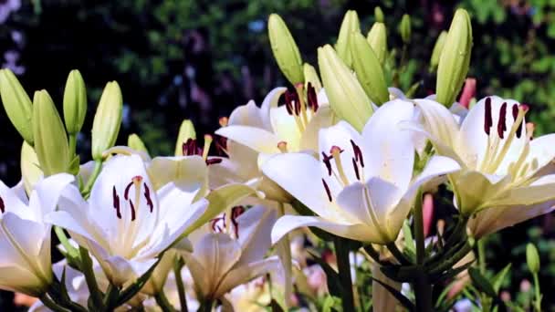 Delicadas Flores Lírio Jardim Como Decoração Decorativa Gramado — Vídeo de Stock