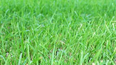 Bir kır evinin arkasında taze yeşil çimenler.