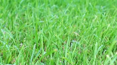 Bir kır evinin arkasında taze yeşil çimenler.