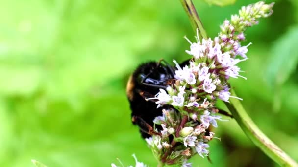 Large Worker Bee Collects Nectar Garden Mint Flowers — Stock Video