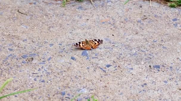 Ein Schöner Bunter Schmetterling Sitzt Auf Dem Betonweg Des Parks — Stockvideo