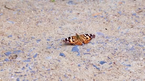 Een Mooie Veelkleurige Vlinder Zit Het Betonnen Pad Van Het — Stockvideo