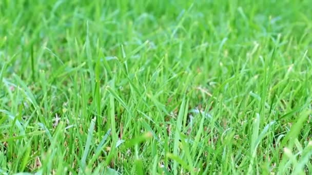 frisches grünes Gras auf der Rückseite eines Landhauses