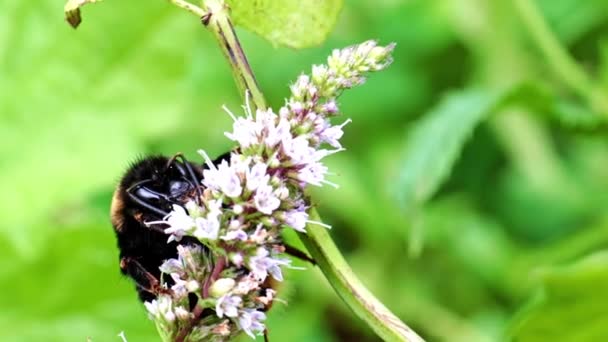 Una Gran Abeja Trabajadora Recoge Néctar Flores Menta Jardín — Vídeos de Stock