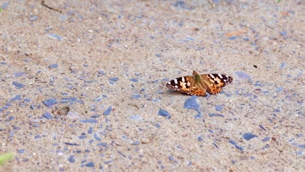 Una Hermosa Mariposa Multicolor Sienta Camino Hormigón Del Parque — Vídeos de Stock