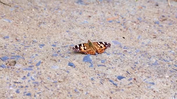 Uma Bela Borboleta Multicolorida Senta Caminho Concreto Parque — Vídeo de Stock