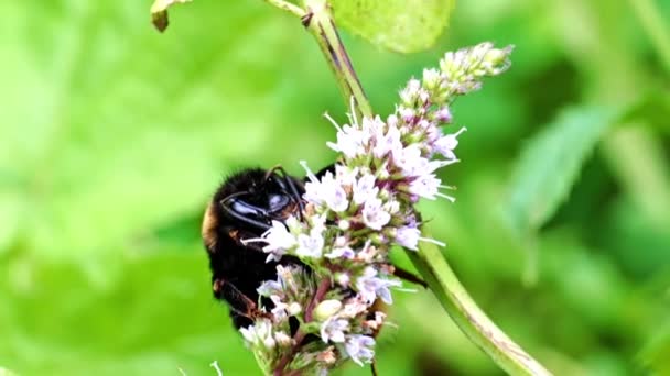 Large Worker Bee Collects Nectar Garden Mint Flowers — Stock Video