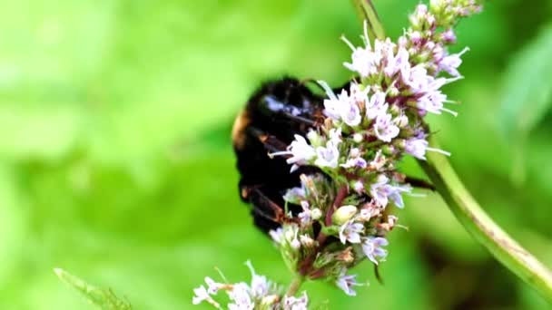 Μια Μεγάλη Εργάτρια Μέλισσα Συλλέγει Νέκταρ Από Λουλούδια Μέντας Κήπου — Αρχείο Βίντεο