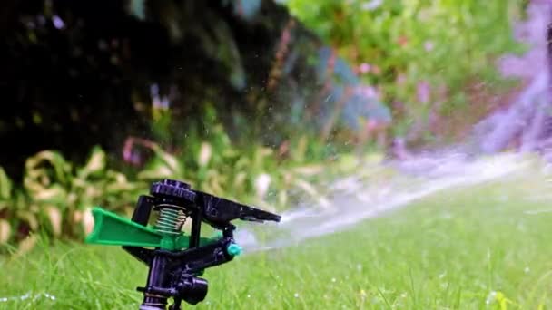 Plastic Sprayer Emits Jet Water Watering Green Grass Lawn — Stock Video