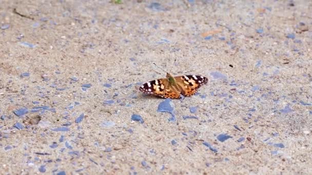 Μια Όμορφη Πολύχρωμη Πεταλούδα Κάθεται Στο Τσιμεντένιο Μονοπάτι Του Πάρκου — Αρχείο Βίντεο
