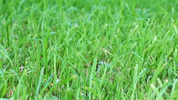 Świeża Zielona Trawa Tyłach Wiejskiego Domu — Wideo stockowe