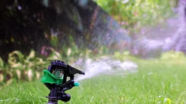 Plastic Sprayer Emits Jet Water Watering Green Grass Lawn — Stock Video