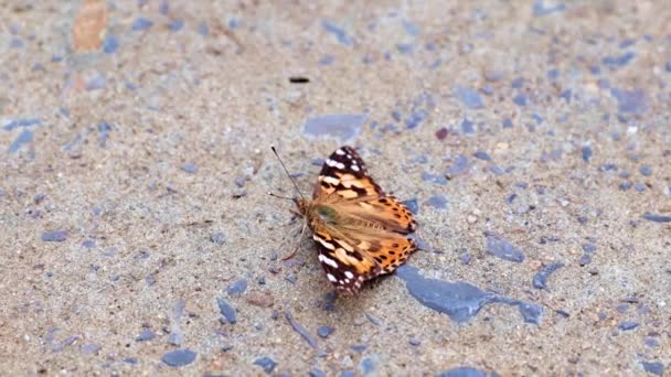 Krásný Pestrobarevný Motýl Sedí Betonové Cestě Parku — Stock video