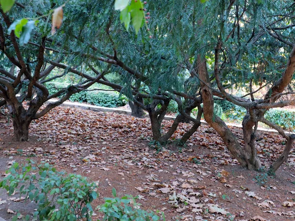 Árvores Incríveis Como Ornamentos Decorativos Parques Urbanos — Fotografia de Stock