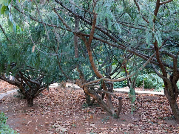 Aardbeienboom Het Voetpad Van Het Livadia Park Jalta Krim — Stockfoto
