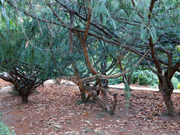 Aardbeienboom Het Voetpad Van Het Livadia Park Jalta Krim — Stockfoto