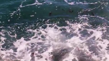 Deniz yüzeyinde köpük var.