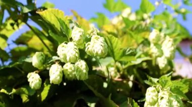 Olgunlaşmış bir koni dalı mayalanan bir bileşen olarak.