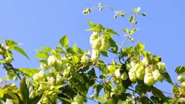 Olgunlaşmış bir koni dalı mayalanan bir bileşen olarak.