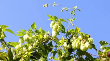 Olgunlaşmış bir koni dalı mayalanan bir bileşen olarak.