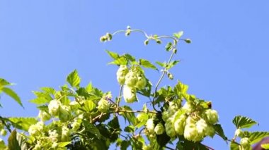 Olgunlaşmış bir koni dalı mayalanan bir bileşen olarak.