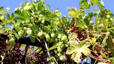 Olgunlaşmış bir koni dalı mayalanan bir bileşen olarak.