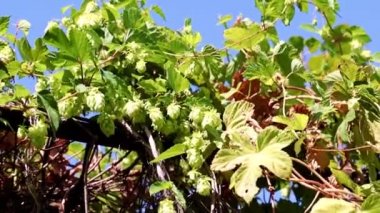 Olgunlaşmış bir koni dalı mayalanan bir bileşen olarak.